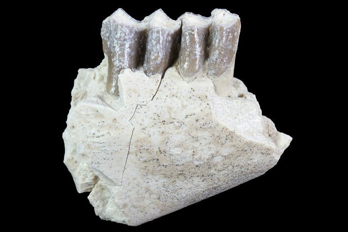 Oreodont (Leptauchenia) Jaw Section - South Dakota #91093